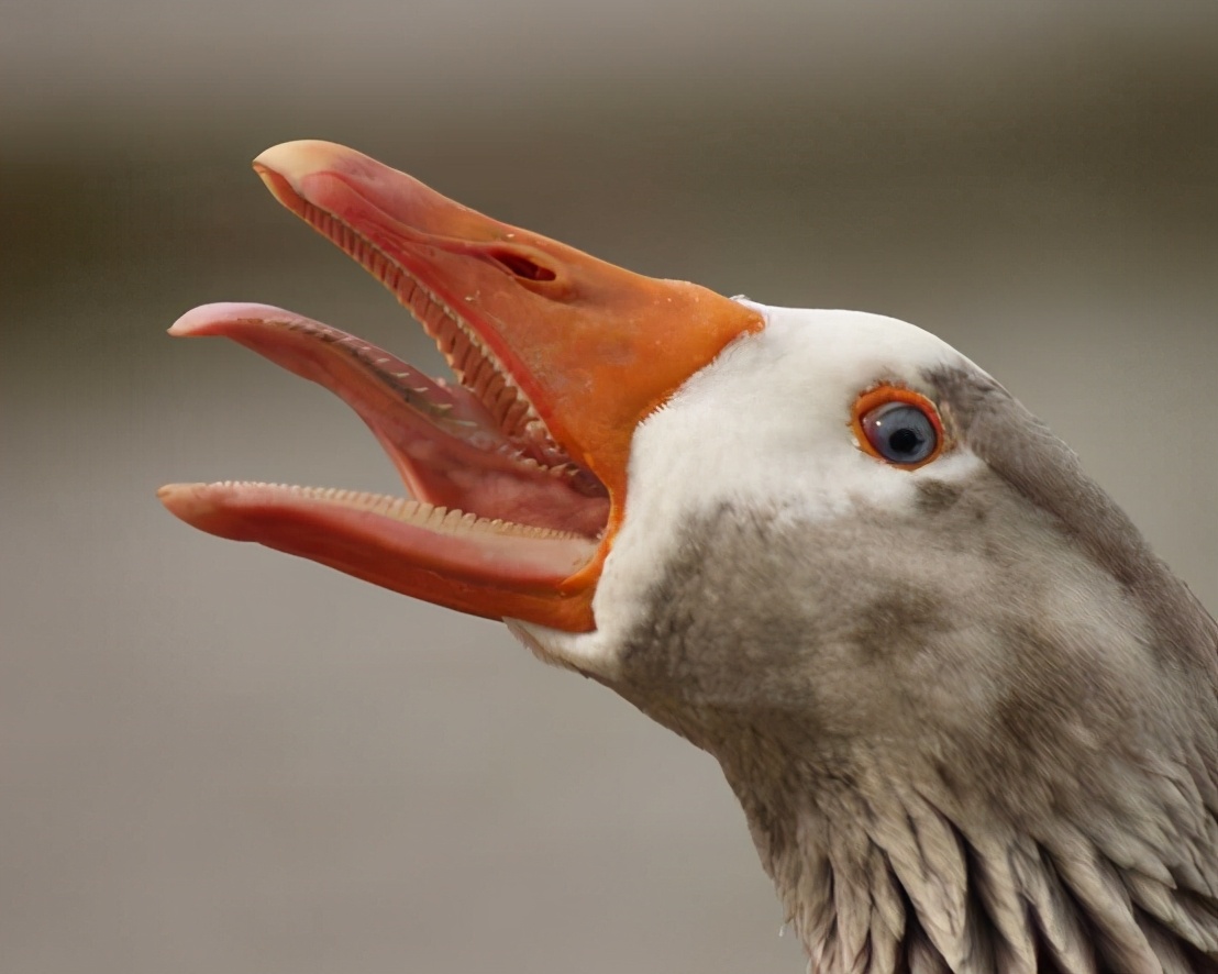 有蛇的地方养鹅,大鹅粪便真的能杀死蛇吗