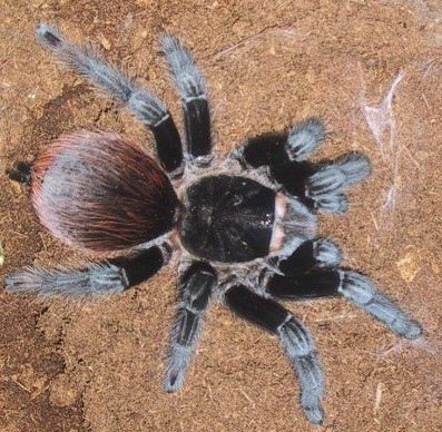 在野外奇形怪状的蜘蛛,各种宠物蜘蛛图片