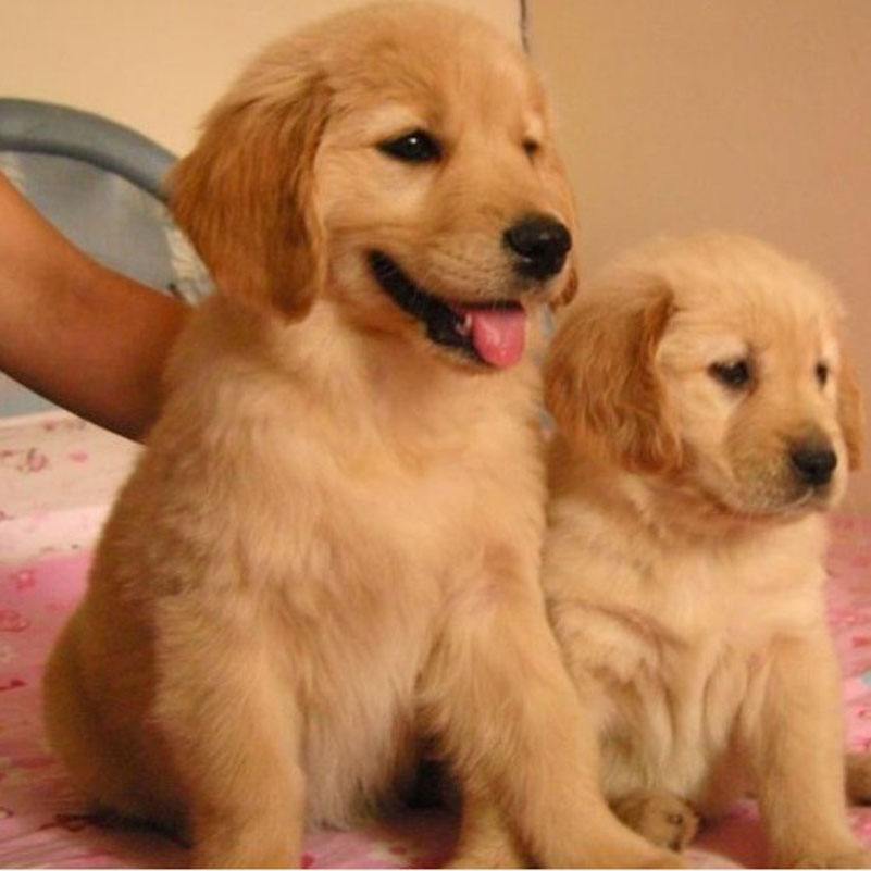 金毛犬怎么是纯种金毛,纯种金毛的特征