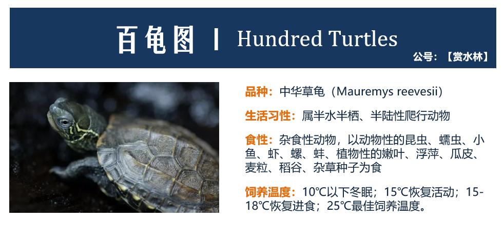 百龟图片,百龟高清图片大全