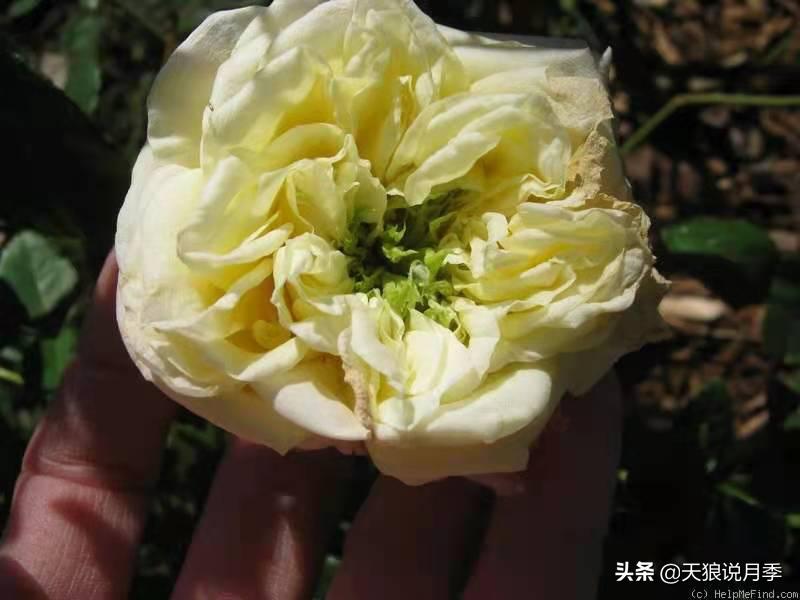 怦然心动的万人迷月季,原来从它而来(终篇)