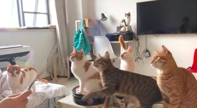 猫鼻支的症状和治疗方法,猫鼻支的症状及治疗方法