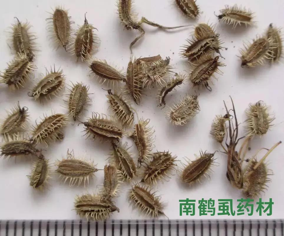 每日学习一味中药香薷,鹤虱中药配方大全