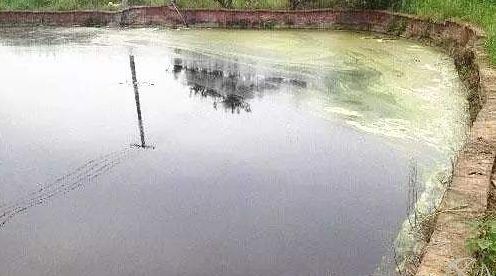 南美对虾怎么防治肠炎,治疗对虾肠炎最快有效方法