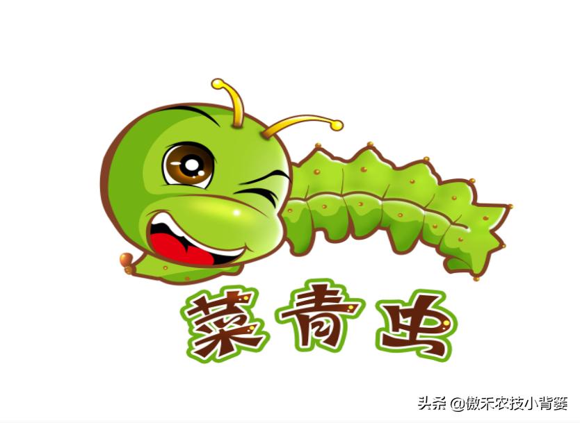 菜上的小青虫怎么治,菜青虫主要危害什么蔬菜