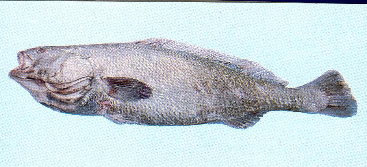 最干净的十种食用鱼,常见的可食用干净的鱼有哪些