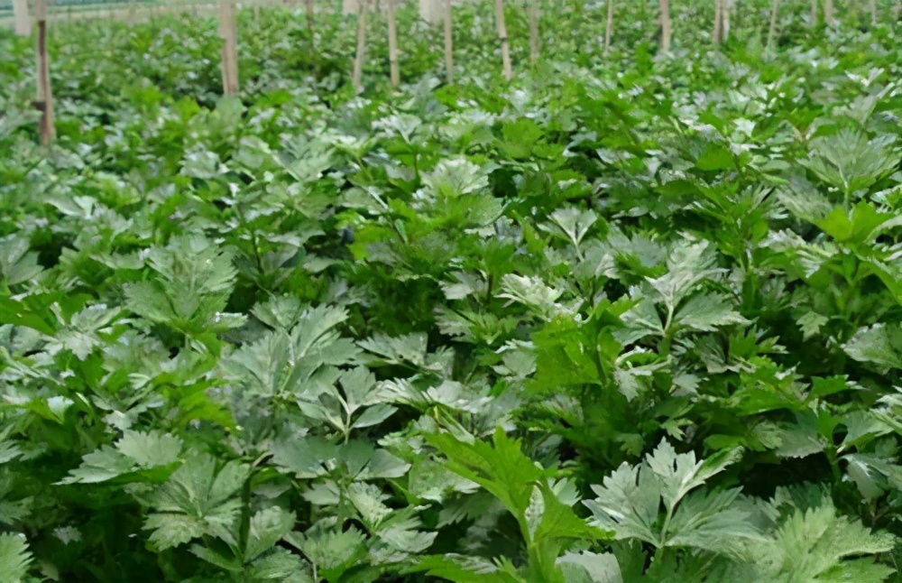 芹菜种子怎么浸种催芽提高出苗率,芹菜催芽了怎么再种植