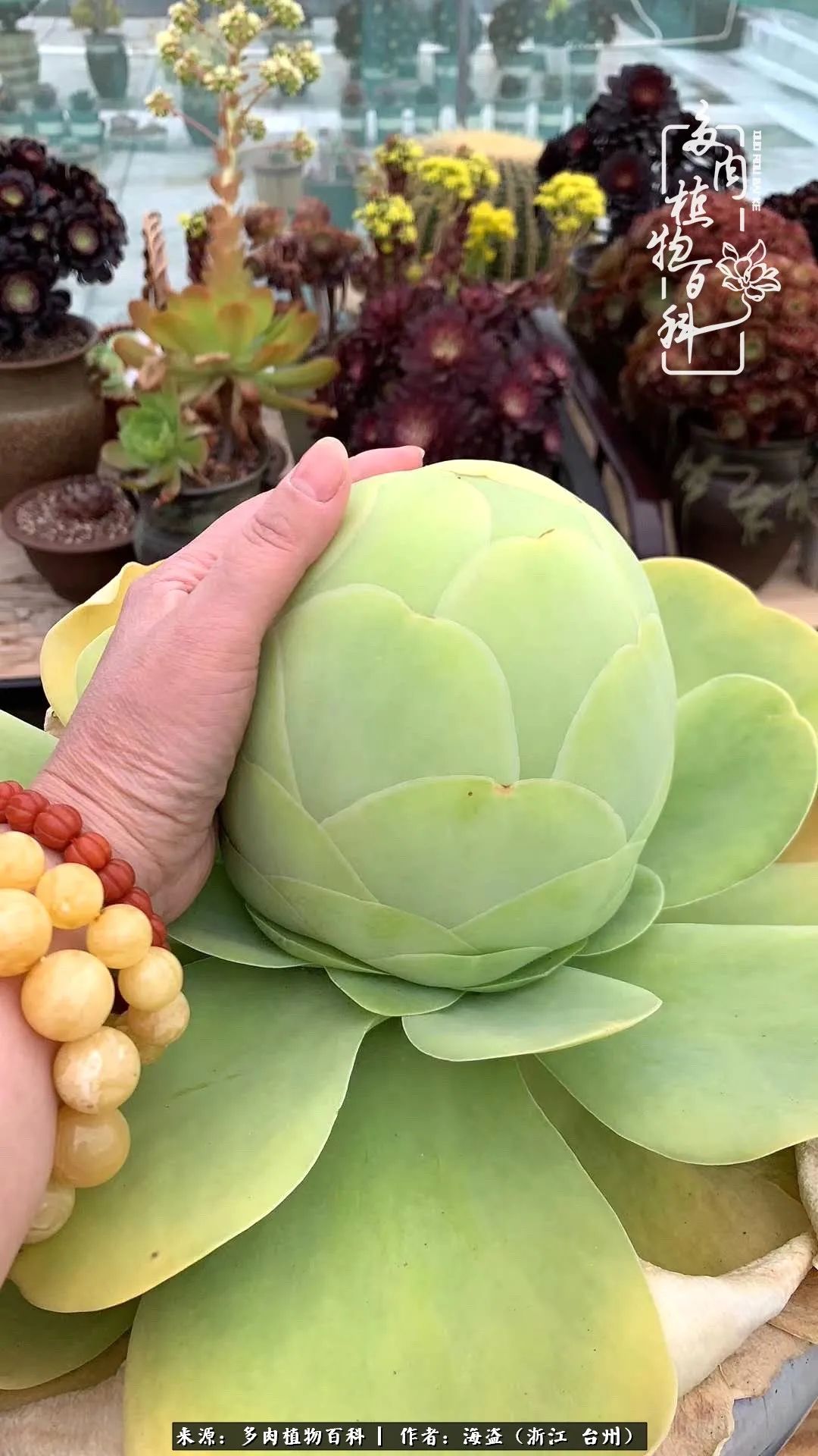 独爱玫瑰与法师！解密金老板和他的屋顶御花园