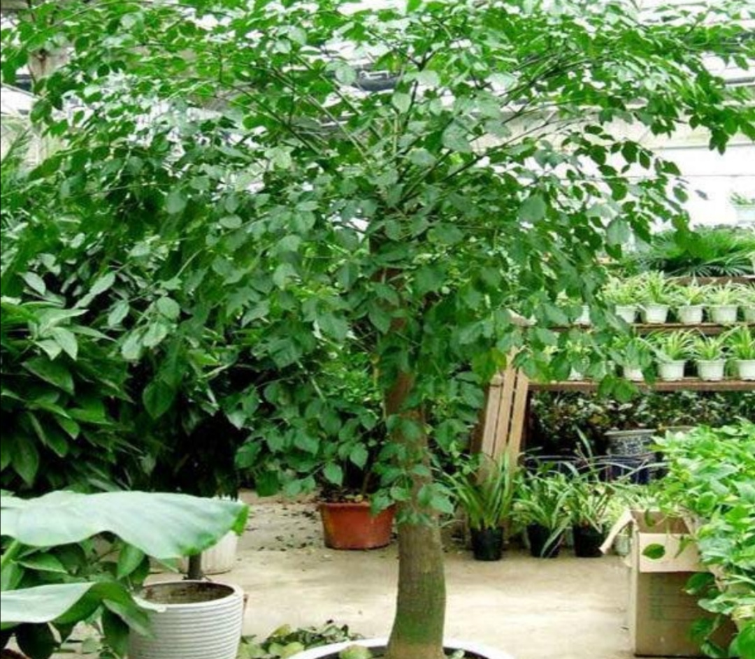 幸福树叶子发黄干枯能全部剪了吗,水培幸福树叶子发蔫怎么办