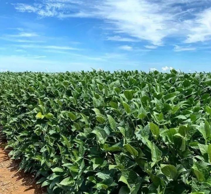 用钱去做农业会怎样,去农村搞种植业投资怎样做最好