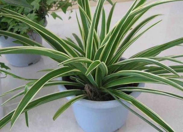 吊兰，是喜阴还是向阳，很多人弄错了，难怪总爱黄叶