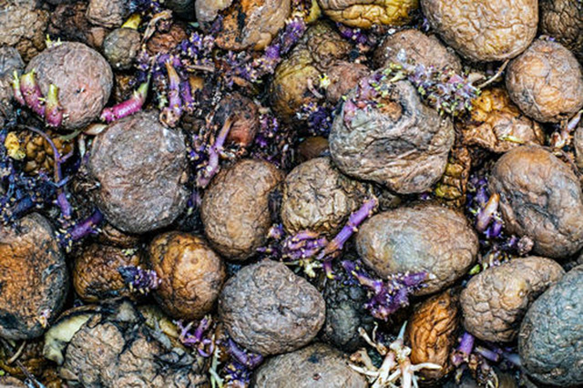 爱尔兰土豆饥荒血与泪：被饥饿操控的少女，如何走向了地狱？