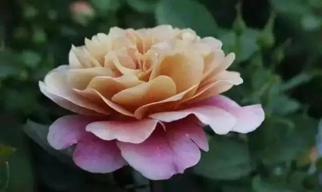 100种玫瑰花品种大全,玫瑰花有哪些品种大全