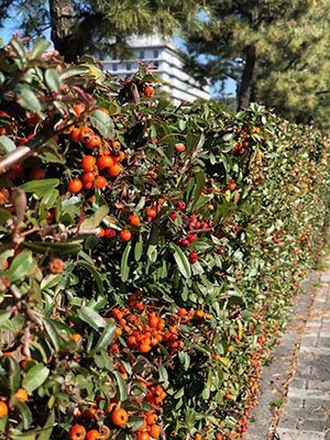 2020鏃ユ湰澶ч槳,澶ч槳浜兘濂堣壇鍏ぉ瀹夋帓