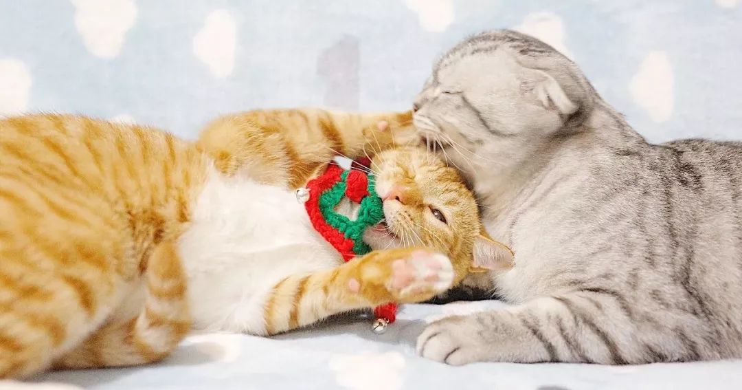 养猫咪新手入门必知疫苗怎么打,新手养猫疫苗怎么打