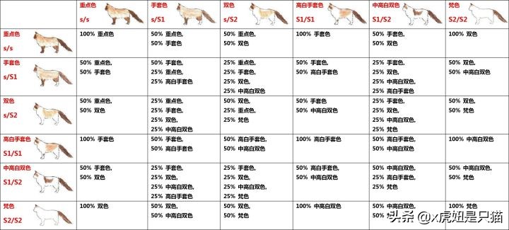 布偶猫繁育颜色,布偶猫如何繁育最好的品相