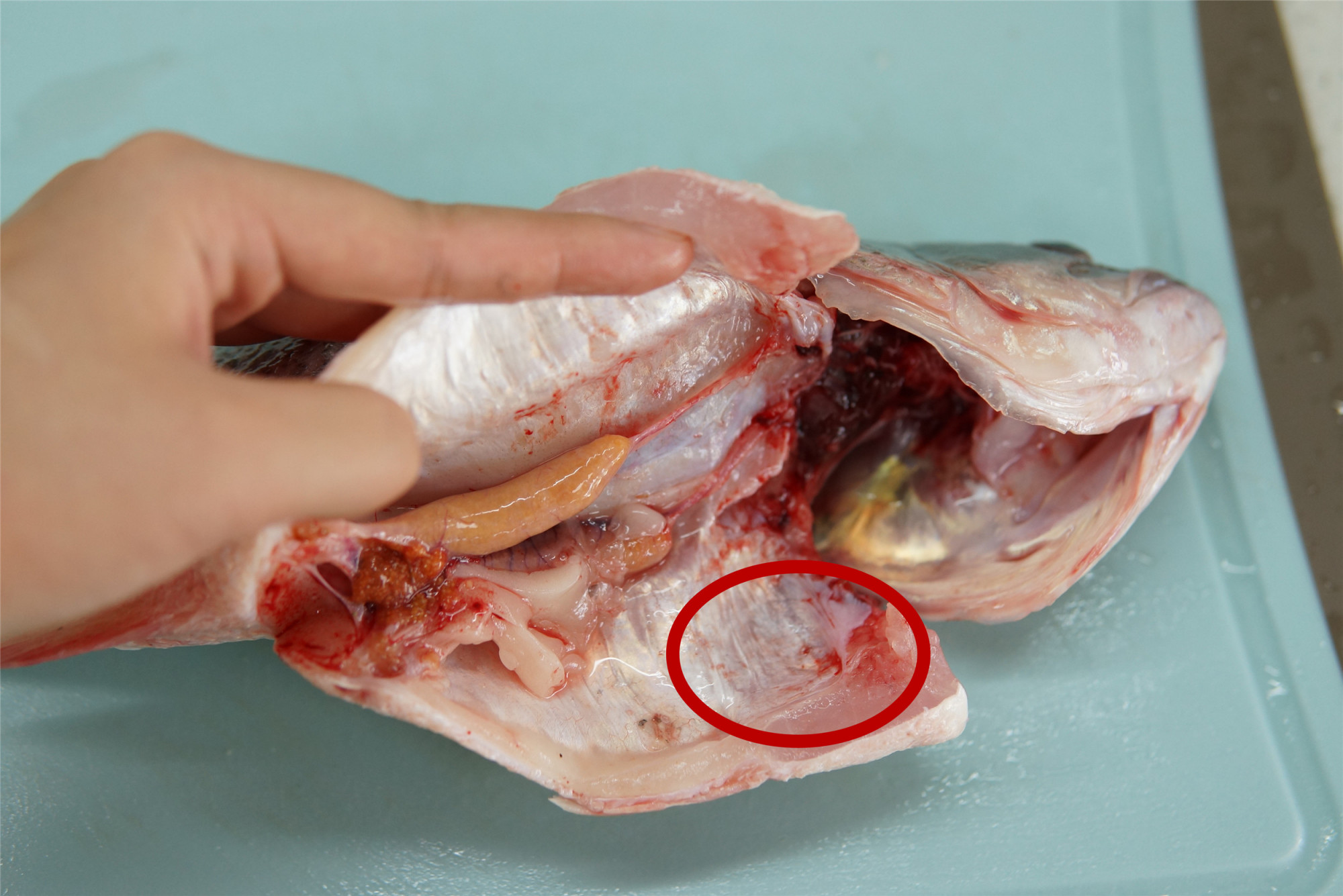 清蒸鱼没有葱姜怎么去腥,清蒸鱼用什么鱼刺少好吃