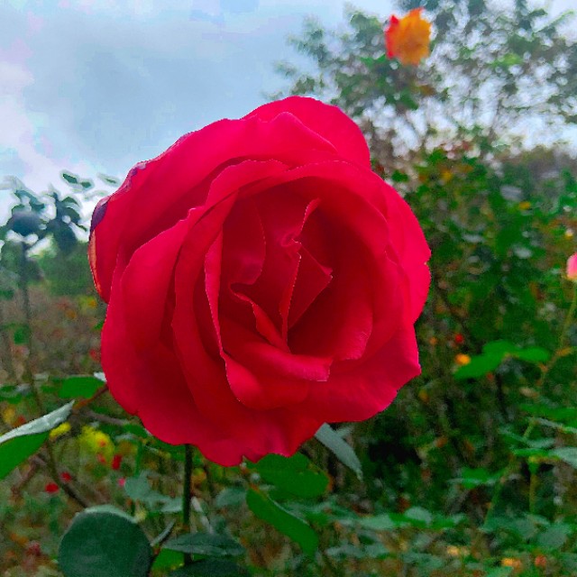 广州云台花园全景视频,广州云台花园美景
