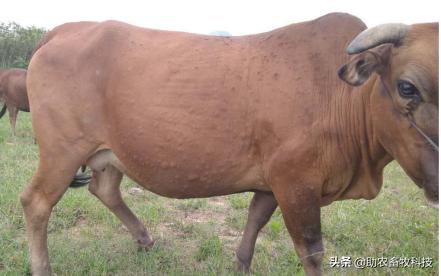 牛结节性皮肤病的防控措施,牛结节性皮肤病疫苗注射方式