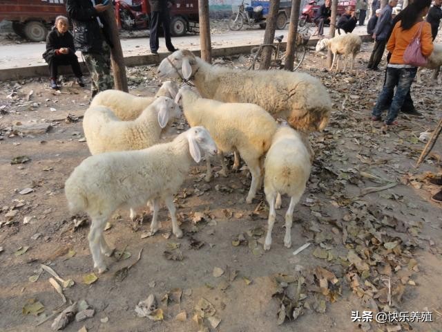 饲养小尾寒羊,养殖小尾寒羊的前景如何