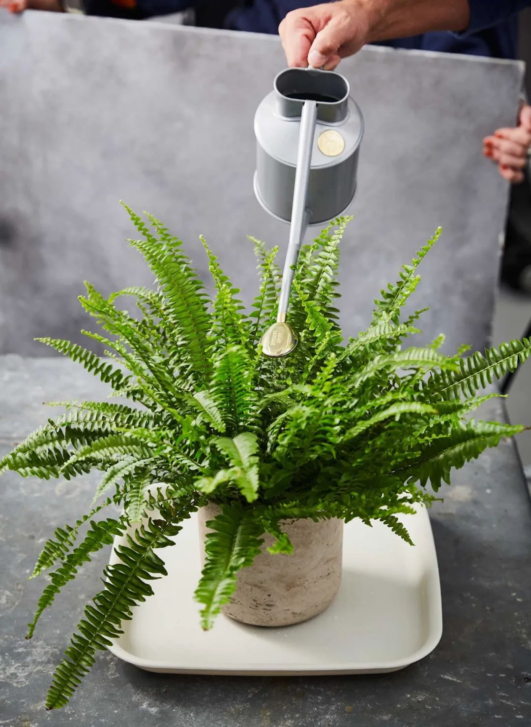 兰花浇自来水时间长会出碱怎么办,自来水浇花怎么去掉里面的白碱