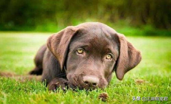 老狗狗吃草吐黄色液体怎么回事,狗狗只吃草不吃狗粮是怎么回事