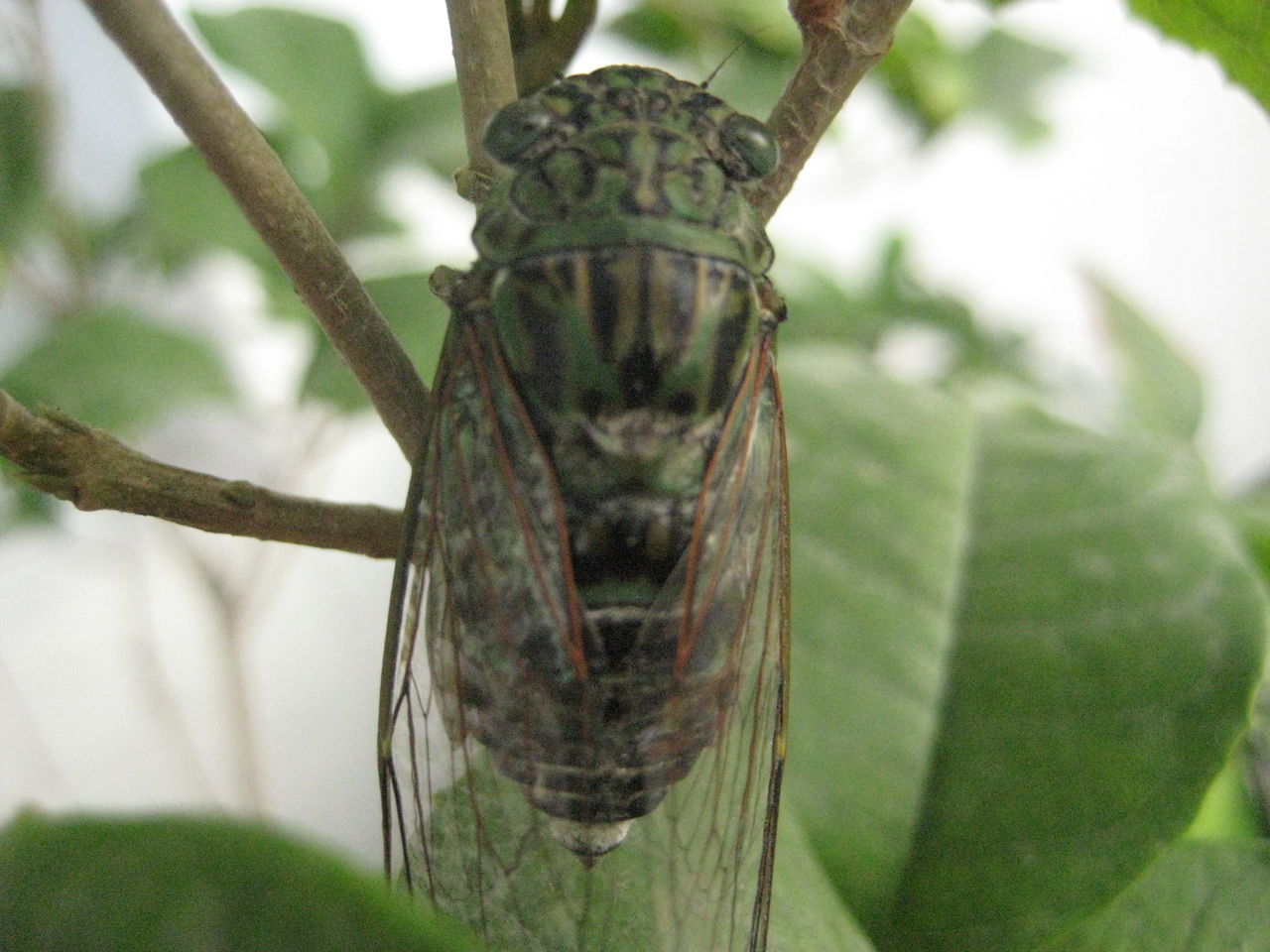 金蝉在黑暗中蛰伏多年,金蝉的一生要经历多少阶段