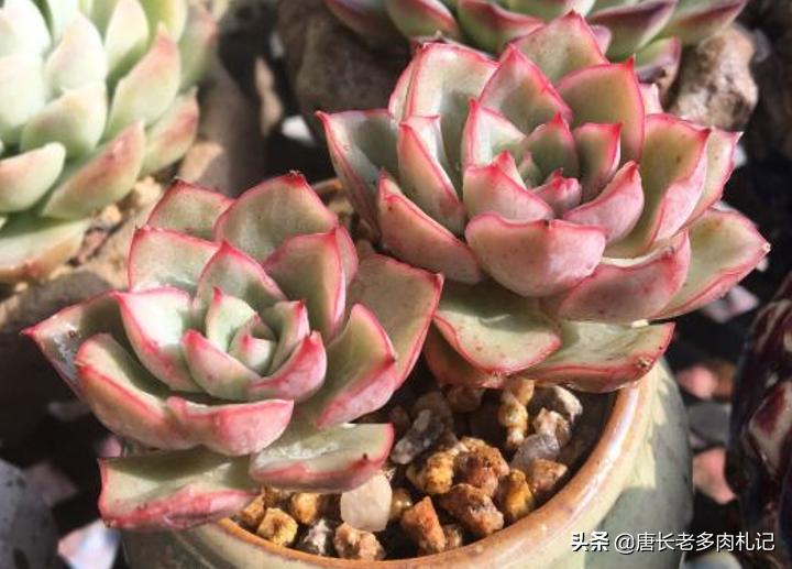 养多肉是个坑,养多肉不为人知的秘密