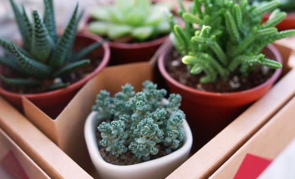 种花如何防烂根,烂根花草的养殖方法