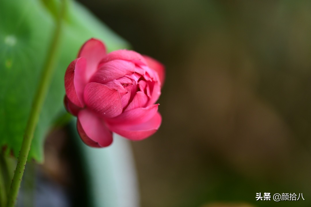 碗莲种藕生长到开花全过程,碗莲种植方法和时间图片