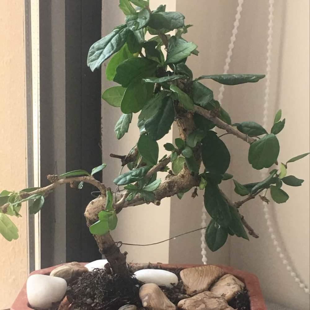 盆景的打造,茶树盆景修剪方法和技巧