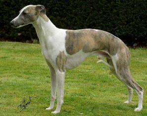 世界上最快的大狗是什么品种,世界上最聪明的10种狗品种