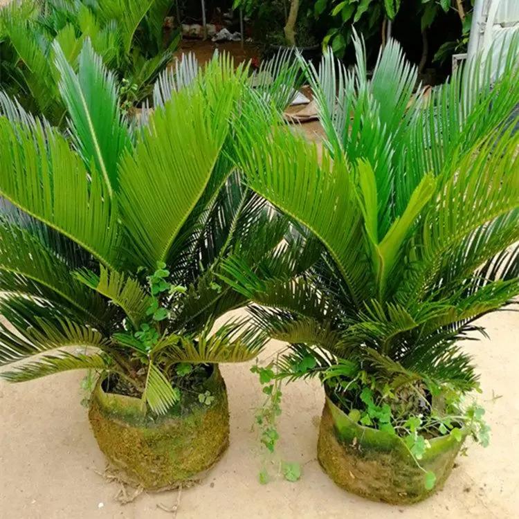 铁树冻伤后叶子剪掉还是保留,铁树叶冻伤怎么办