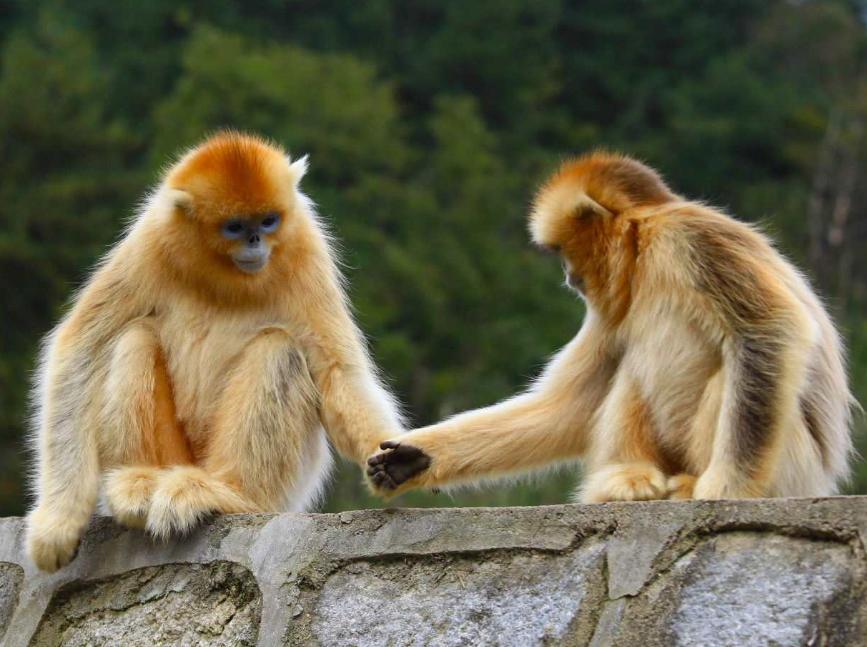 中国赠送日本最珍贵的动物，并非大熊猫，帮助日本皇室摆脱尴尬