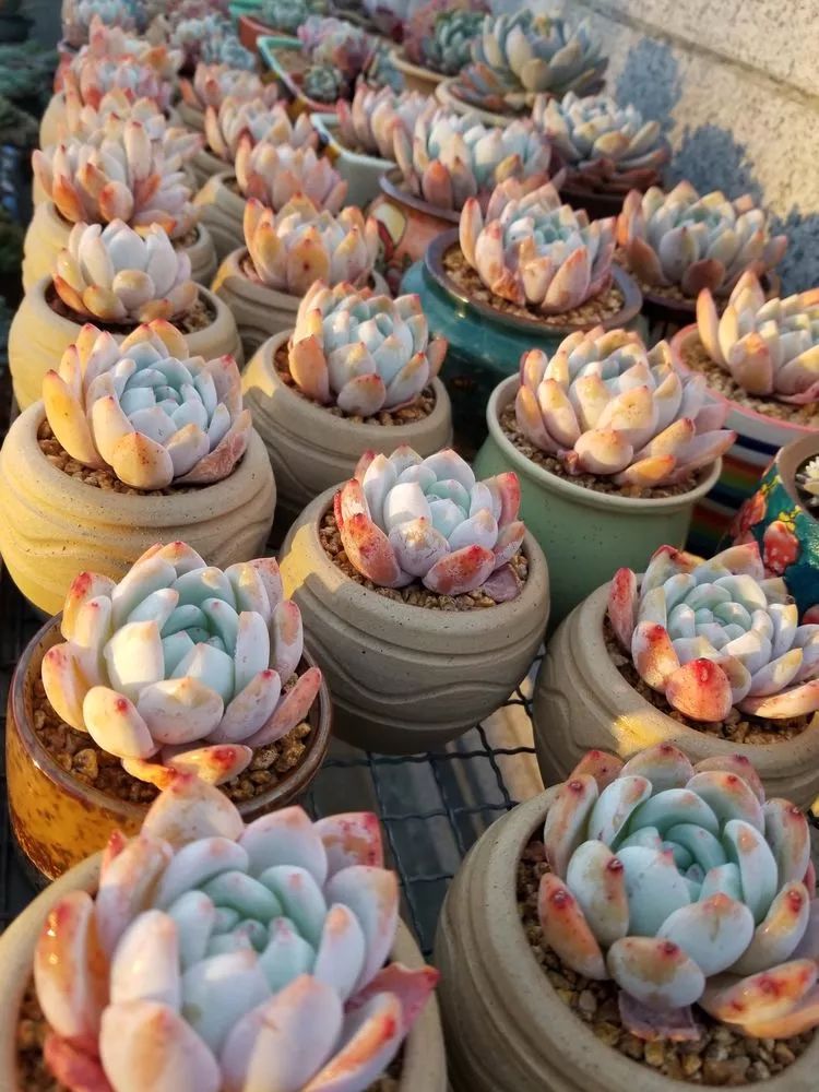 爱机车,爱多肉,宝妈花姐的诗和远方