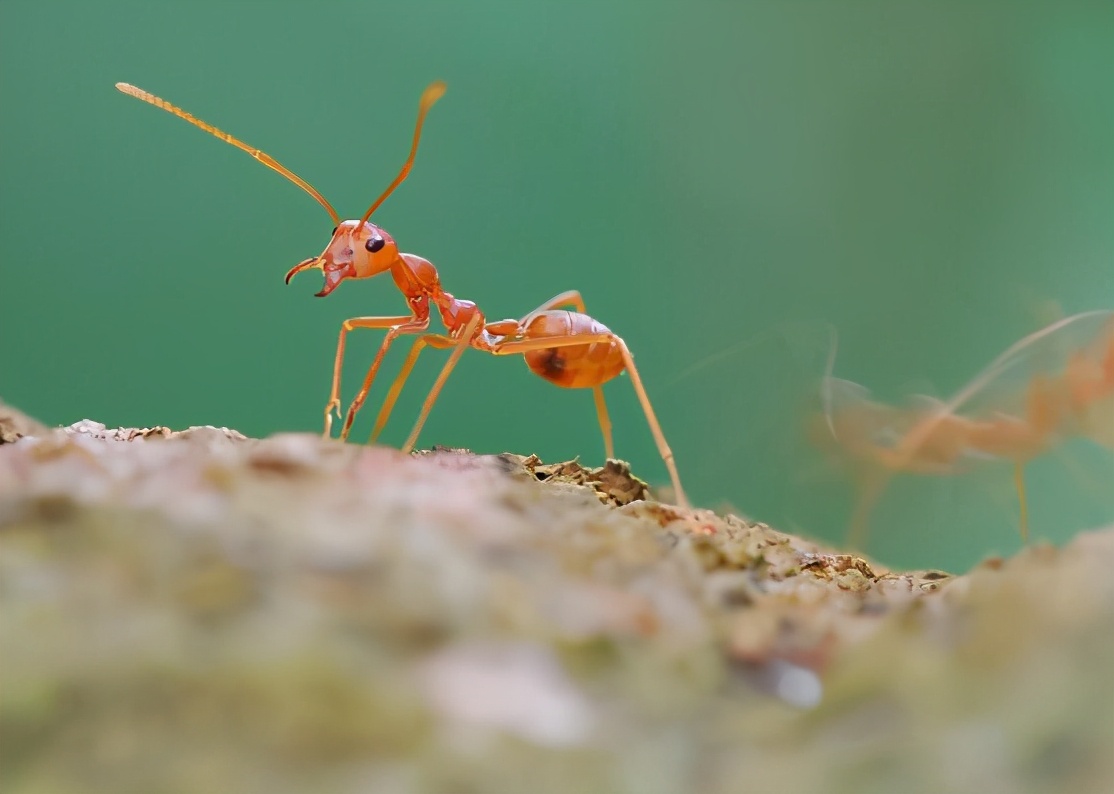 广西红火蚁已经蔓延到什么地方,红火蚁现在蔓延到哪些省