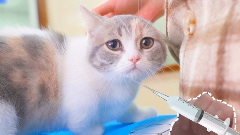 三联疫苗猫咪,猫咪三联疫苗