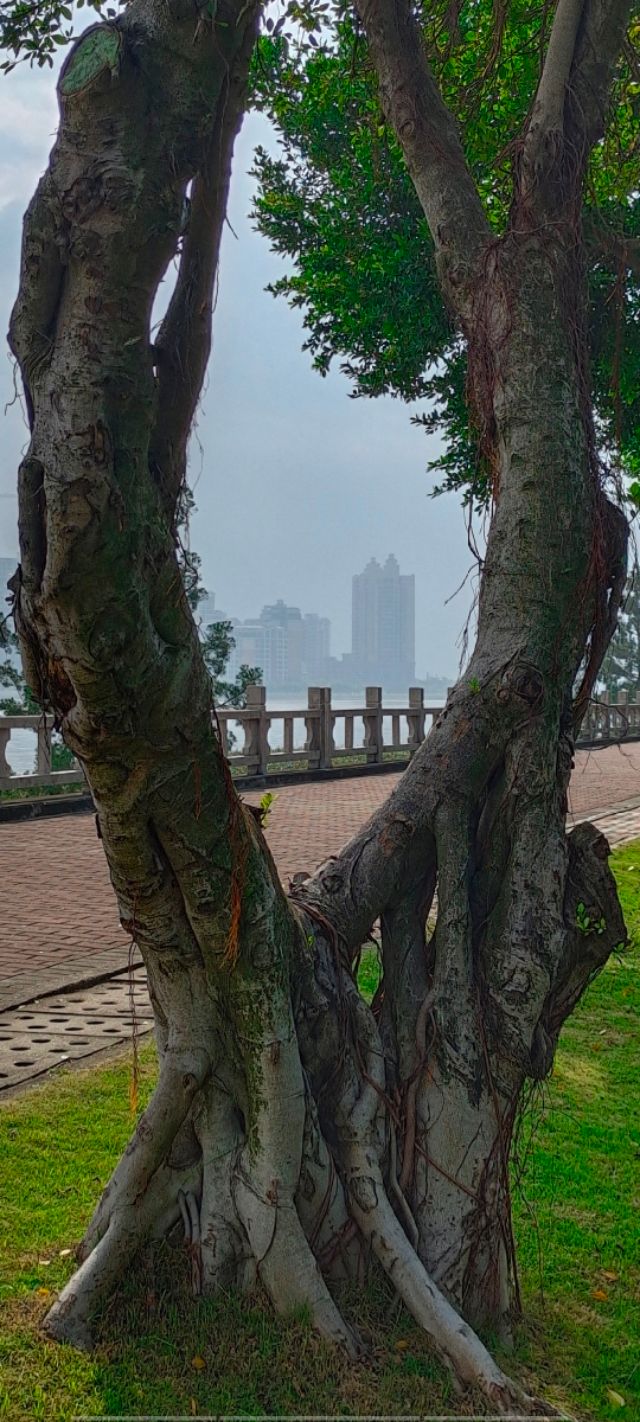 珠海井岸黄楊河湿地公园,20200927