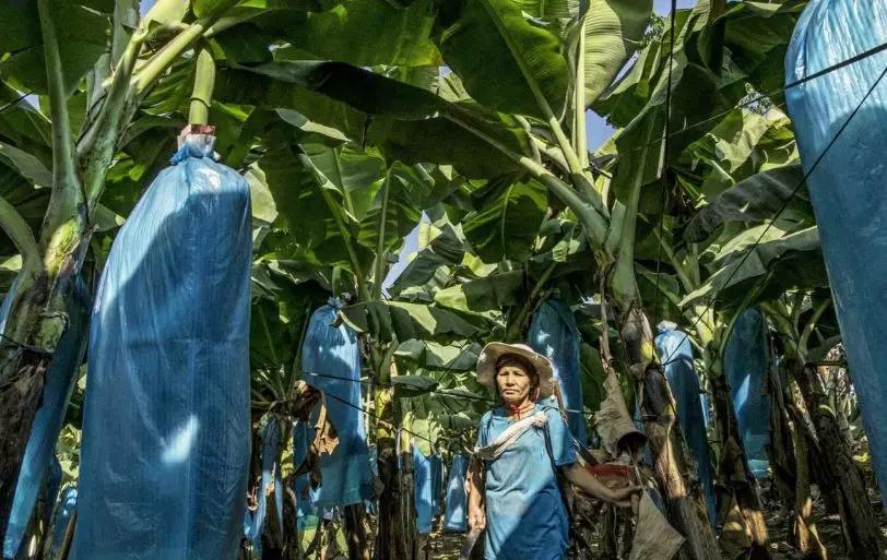 缅北种香蕉赚钱吗,10000亩香蕉地的收益