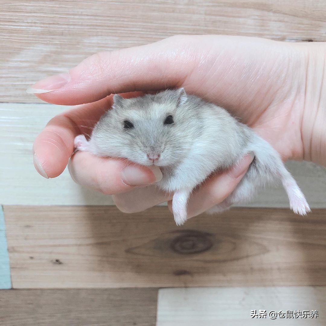 仓鼠瞌睡,仓鼠瞌睡掉洞里