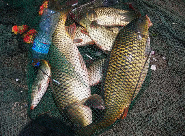 鲤鱼怎么做肉质劲道,钓鱼人喜欢鲤鱼吗