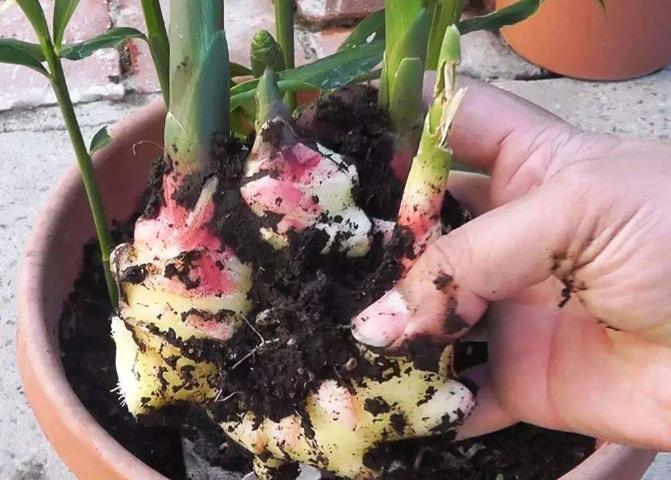 生姜开花结果的全过程,盆栽生姜的种植方法管理图片