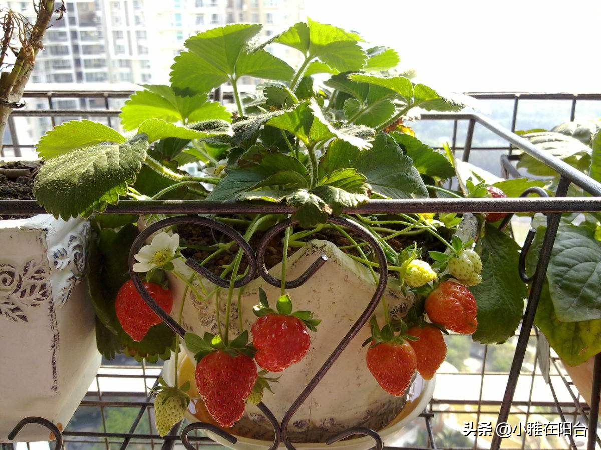 十棵草莓苗能结多少果子,100粒种子能种出多少棵草莓苗