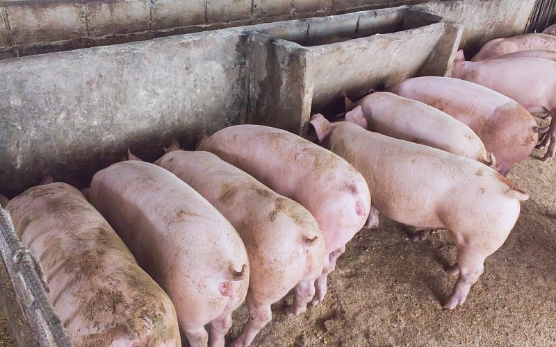 猪一吃料就吐用什么药,猪一吃料就呕吐