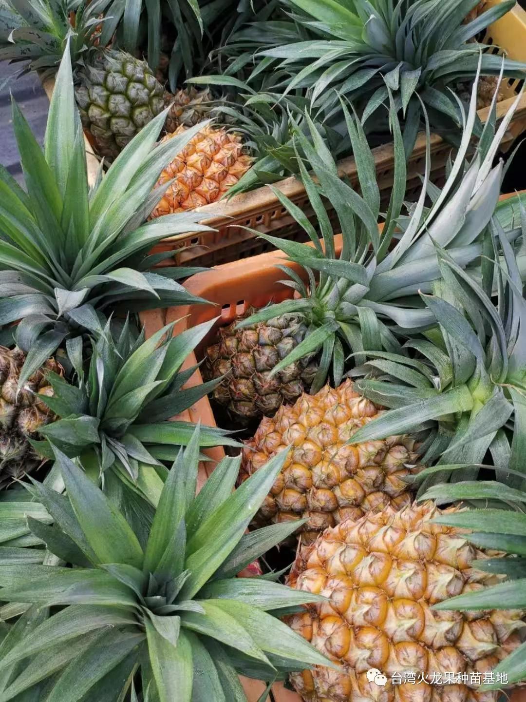 大棚种植火龙果套种花,记录北方大棚种植火龙果