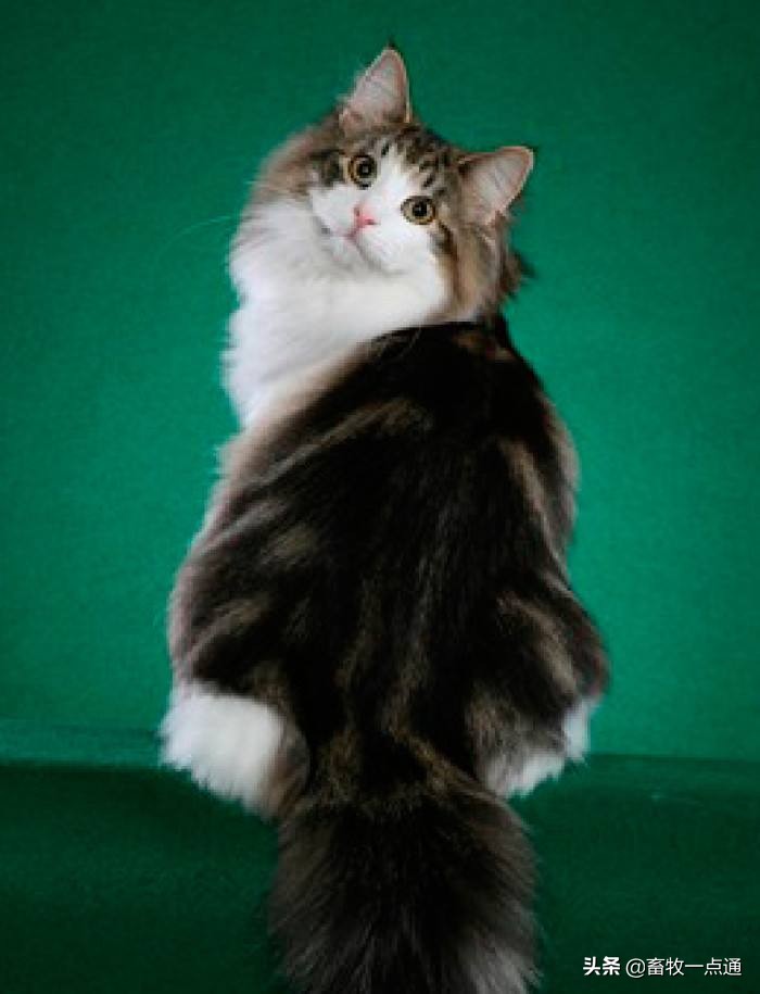 教猫戴牵引绳,教猫咪戴项圈