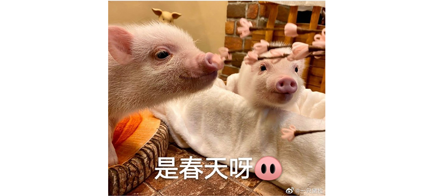 滴滴“自杀式”创业“花小猪”?跟几位司机聊天后我知道这些内幕