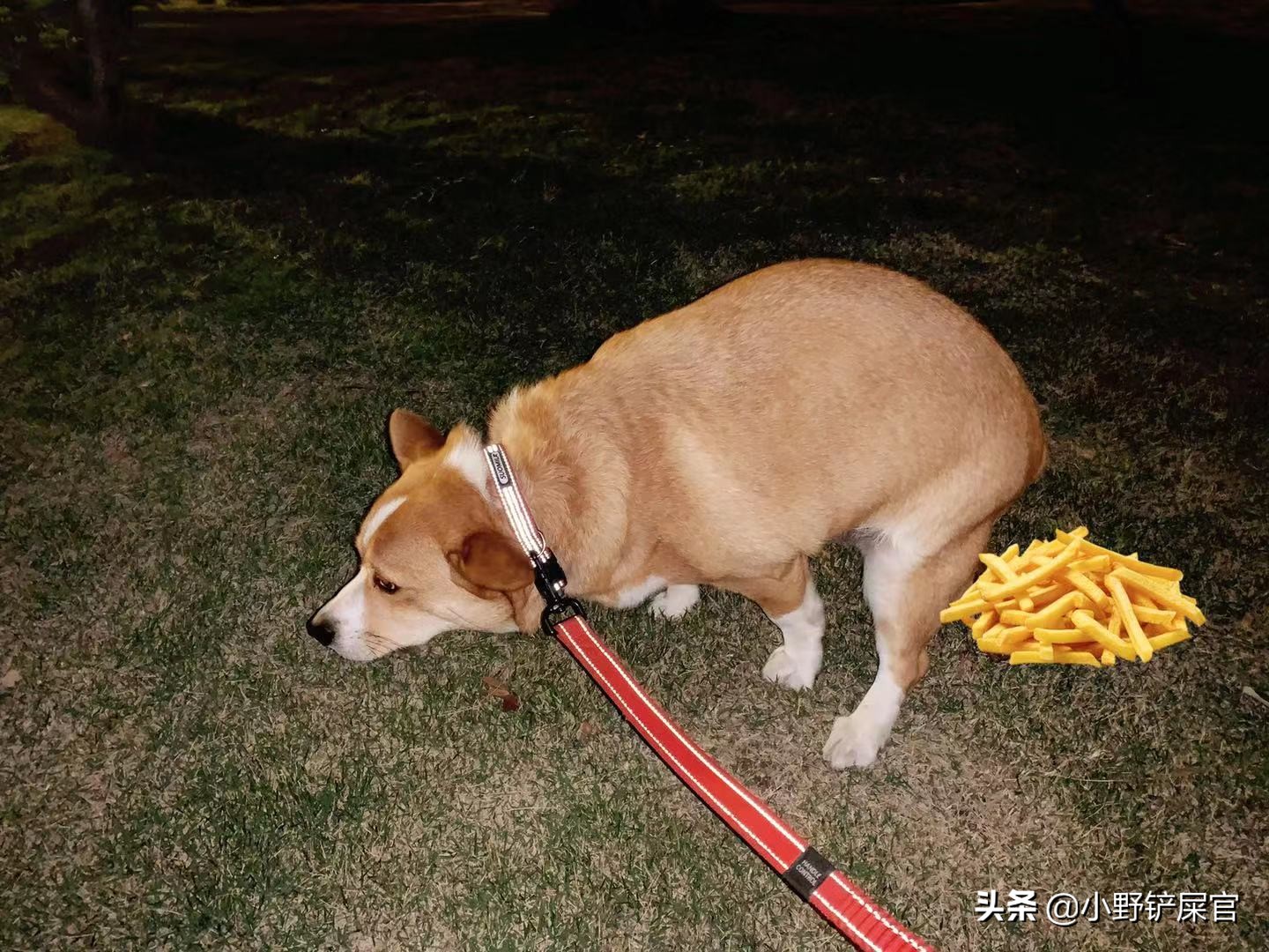 狗狗排便引导最有效的方法,狗狗排便如何守规矩