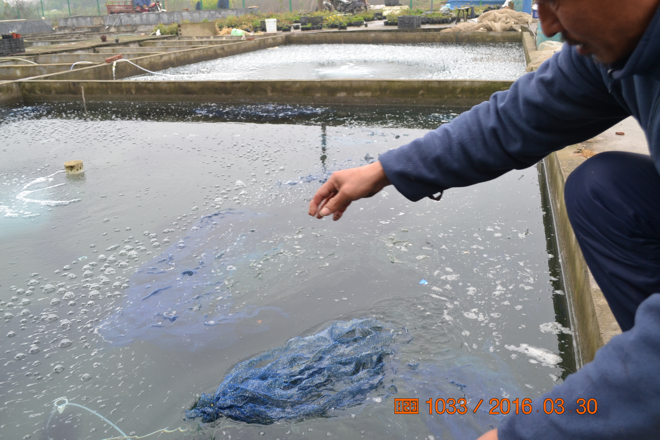 湖南最好的锦鲤养殖基地,湘潭锦鲤养殖