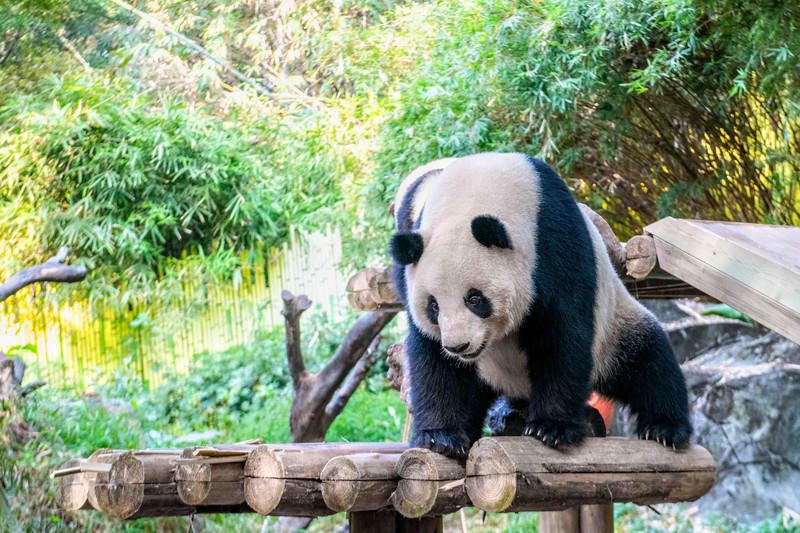 玩转广州长隆野生动物世界之行,广州长隆动物世界游玩攻略图